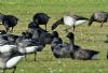 Light-bellied Brent Goose