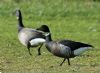 Black Brant