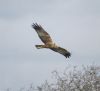 Marsh Harrier