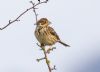 Corn Bunting