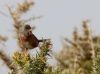 Dartford Warbler