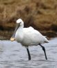 Spoonbill