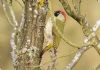 Green Woodpecker