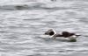 Long-tailed Duck