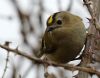 Goldcrest