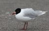 Mediterranean Gull