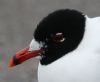 Mediterranean Gull