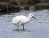 Spoonbill