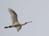 Spoonbill