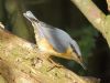 Nuthatch