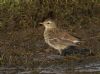 Water Pipit