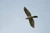 Goshawk