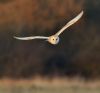 Barn Owl