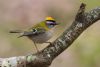 Firecrest