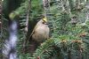 Goldcrest