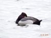 Tufted Duck