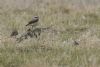 Wheatear