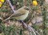 Chiffchaff