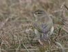 Chiffchaff