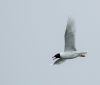 Mediterranean Gull