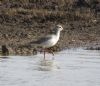 Spotted Redshank