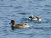 Wigeon