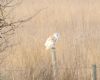 Barn Owl