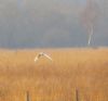 Barn Owl