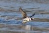 Long-tailed Duck