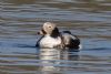 Long-tailed Duck