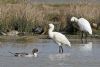 Spoonbill