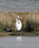 Spoonbill