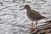 Redshank