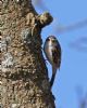 Treecreeper