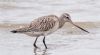 Bar-tailed Godwit