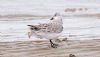 Sanderling