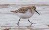 Dunlin