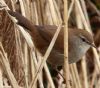 Cetti's Warbler