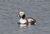 Long-tailed Duck