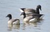 Dark-bellied Brent Goose