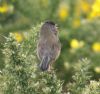 Dartford Warbler