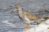 Redshank