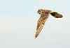 Short-eared Owl