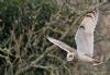 Short-eared Owl