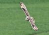 Short-eared Owl