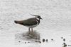 Lapwing