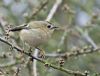 Goldcrest