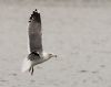 Lesser Black-backed Gull