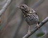 Song Thrush