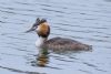 Great Crested Grebe